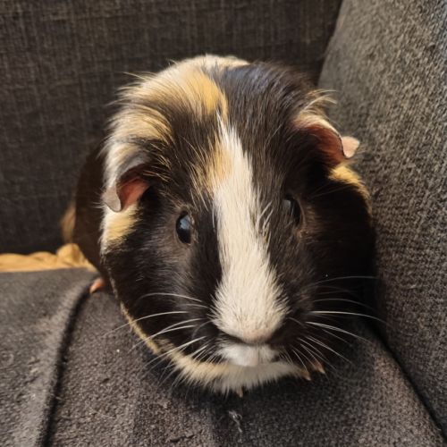 Cochons d'inde shelty et péruvien mâle à donner #6