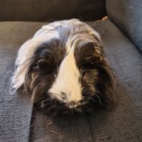 Cochons d'inde shelty et péruvien mâle à donner #3