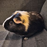 Cochons d'inde shelty et péruvien mâle à donner #4