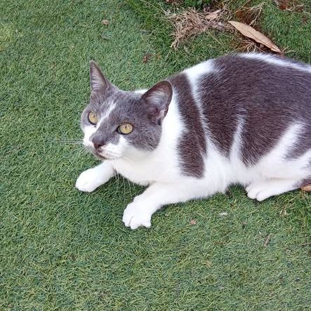 Chat minette à l adoption