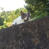 Chat minette à l adoption #3