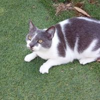 Chat minette à l adoption #0