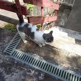 Chat minette à l adoption #2