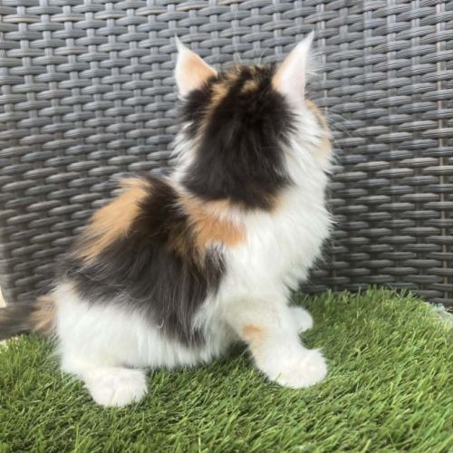 Chatons maine coon #2