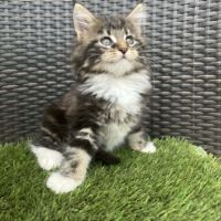 Chatons maine coon #0