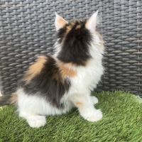 Chatons maine coon #2