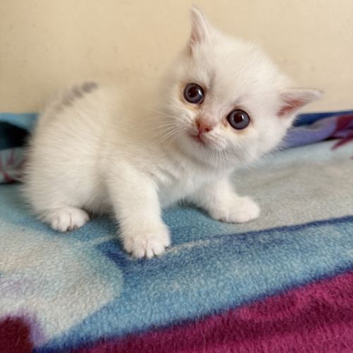 Chatons british shorthair loof #1