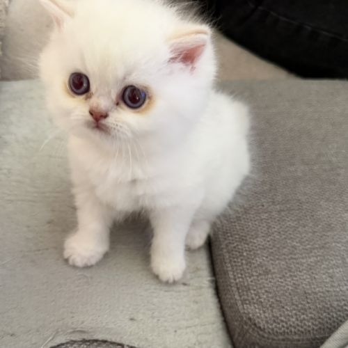 Chatons british shorthair loof #2