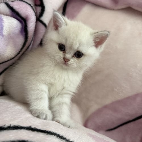 Chatons british shorthair loof #3