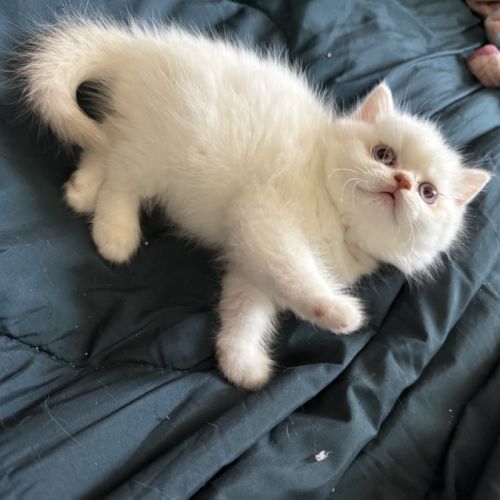 Chatons british shorthair loof #4