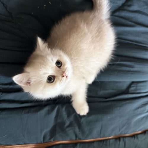 Chatons british shorthair loof