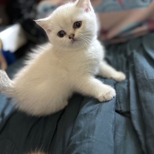 Chatons british shorthair loof #9