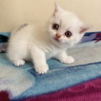 Chatons british shorthair loof #1