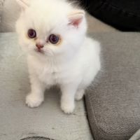 Chatons british shorthair loof #2