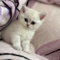 Chatons british shorthair loof #3