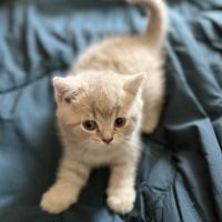 Chatons british shorthair loof #5