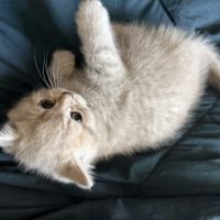 Chatons british shorthair loof #6