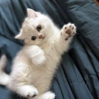 Chatons british shorthair loof #7