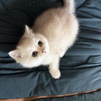 Chatons british shorthair loof #0