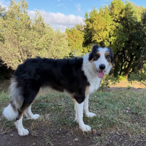 Border collie femelle 4 ans lof lignée travail #1