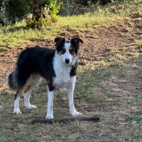 Border collie femelle 4 ans lof lignée travail #2