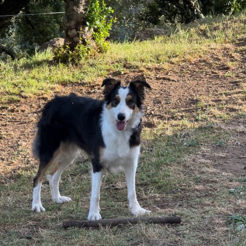 Border collie femelle 4 ans lof lignée travail #3