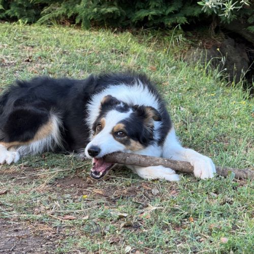 Border collie femelle 4 ans lof lignée travail #5