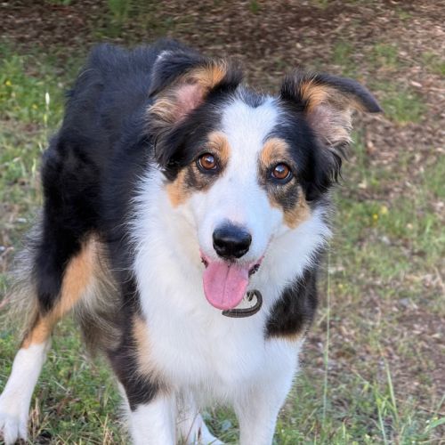 Border collie femelle 4 ans lof lignée travail