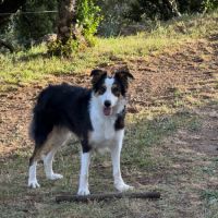 Border collie femelle 4 ans lof lignée travail #3
