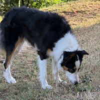 Border collie femelle 4 ans lof lignée travail #4