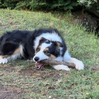 Border collie femelle 4 ans lof lignée travail #5