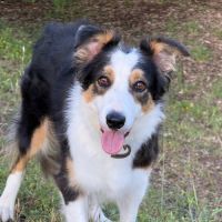 Border collie femelle 4 ans lof lignée travail #0