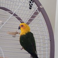 2 conures jendaya