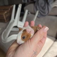 Cochons dinde #1