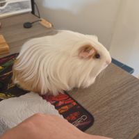 Cochons dinde #0