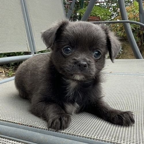 Chiot chihuahua mâle disponible