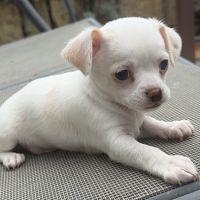 Chiot chihuahua mâle disponible #1