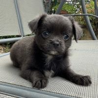 Chiot chihuahua mâle disponible #0