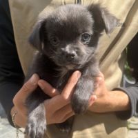 Chiot chihuahua mâle disponible