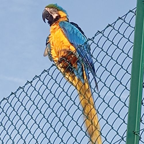 Ara araruana #0