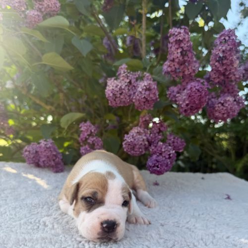 Magnifique chiots amstaff, staff, american staff #3