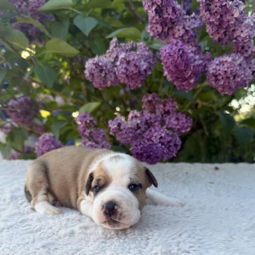 Magnifique chiots amstaff, staff, american staff #4