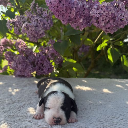 Magnifique chiots amstaff, staff, american staff #6
