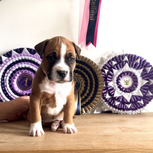 Magnifique chiots amstaff, staff, american staff #1