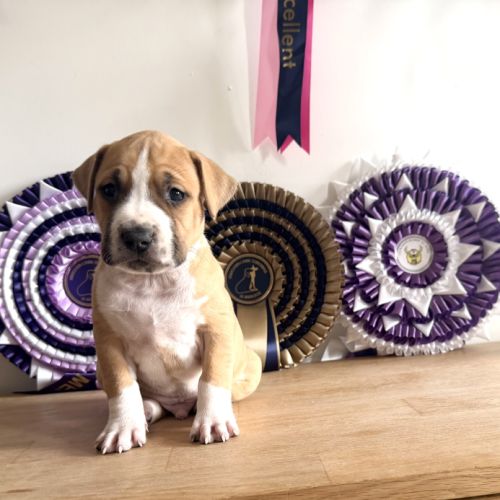 Magnifique chiots amstaff, staff, american staff #2