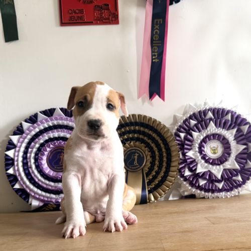 Magnifique chiots amstaff, staff, american staff #3