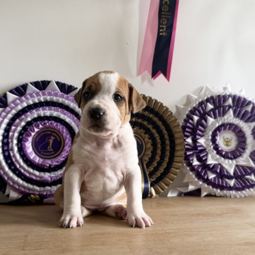 Magnifique chiots amstaff, staff, american staff
