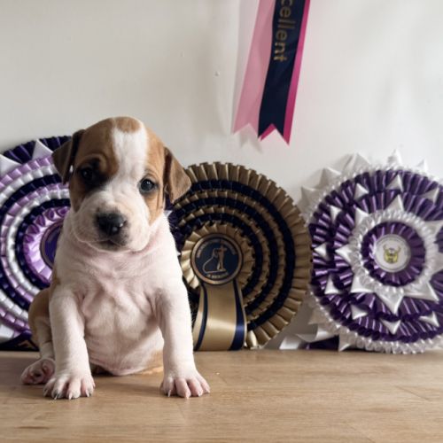 Magnifique chiots amstaff, staff, american staff #6