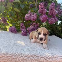 Magnifique chiots amstaff, staff, american staff #1