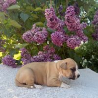 Magnifique chiots amstaff, staff, american staff #2